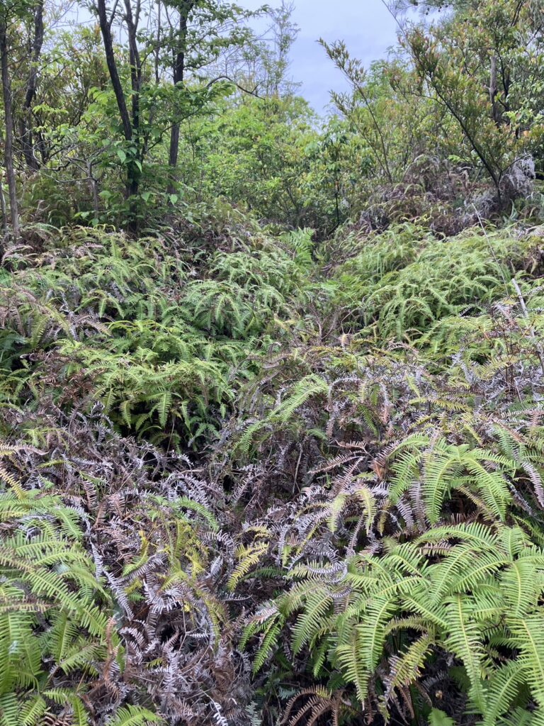 シダ植物が生い茂っている。