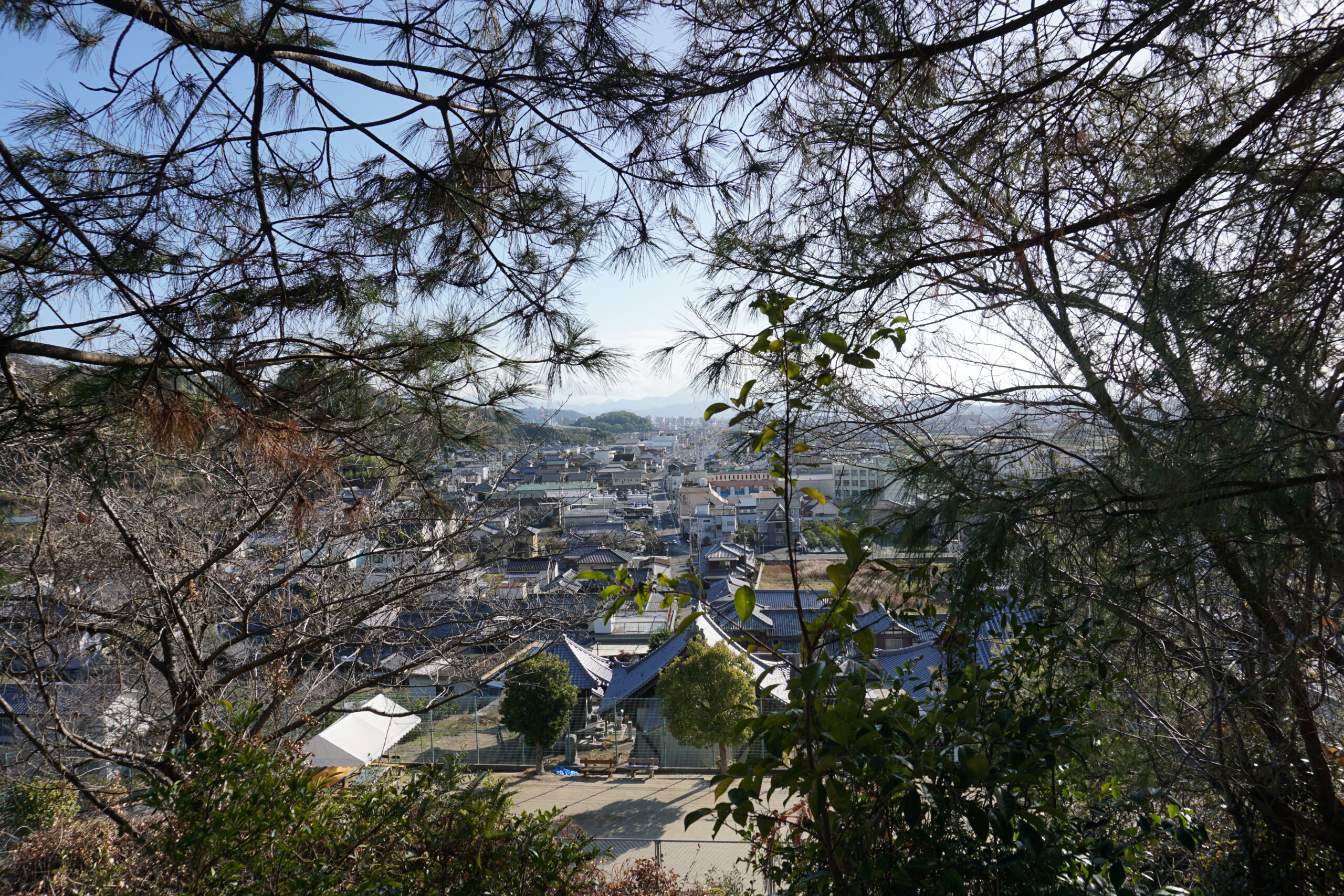 枝の間から見える松山市の街並み