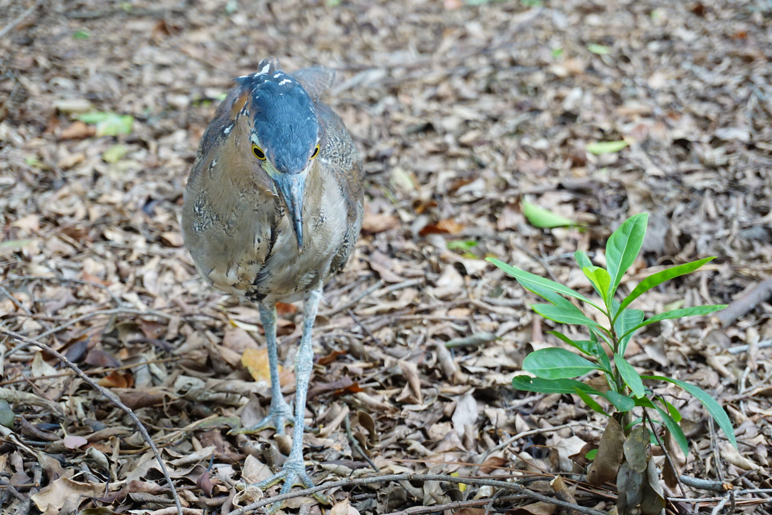 台湾の鳥