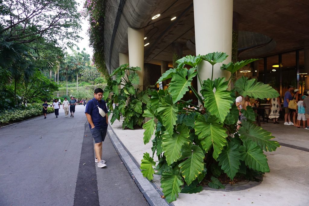 シンガポールの大きな植物