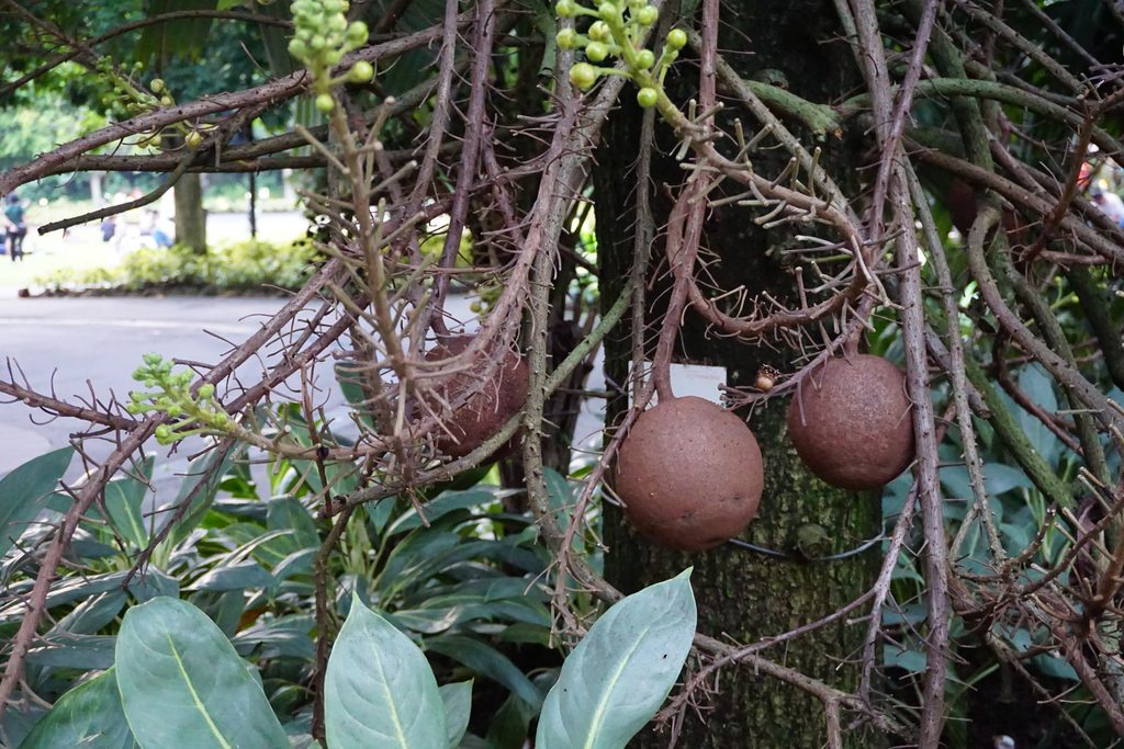 シンガポールの野生の果物
